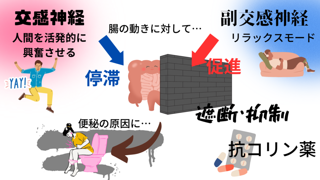 自律神経が腸に働く作用機序